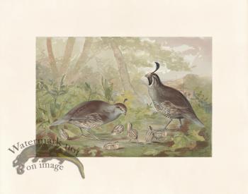 Pope 13 Valley Quail